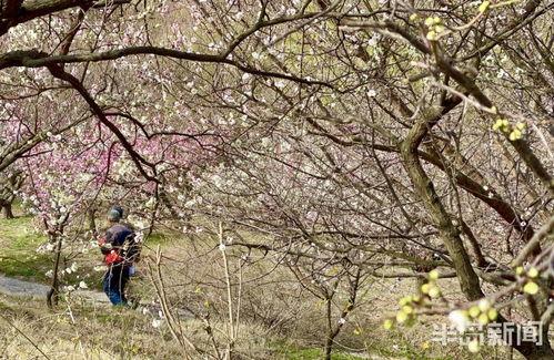 十梅庵今日最新爆料,今日最新爆料揭示惊人内幕 第1张 十梅庵今日最新爆料,今日最新爆料揭示惊人内幕 第1张